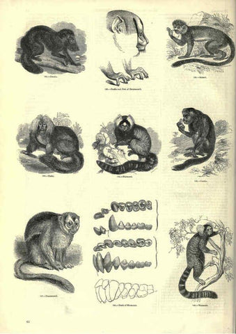 Reproducción/Reproduction 6093008516: The pictorial museum of animated nature. v.1. London :C. Cox,[1844?] 
