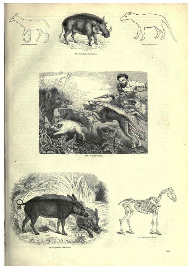 Reproducción/Reproduction 6092475711: The pictorial museum of animated nature. v.1. London :C. Cox,[1844?] 