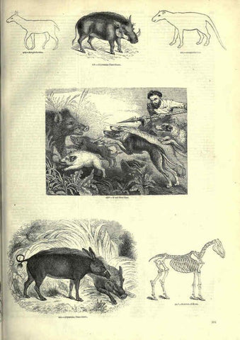 Reproducción/Reproduction 6092475711: The pictorial museum of animated nature. v.1. London :C. Cox,[1844?] 