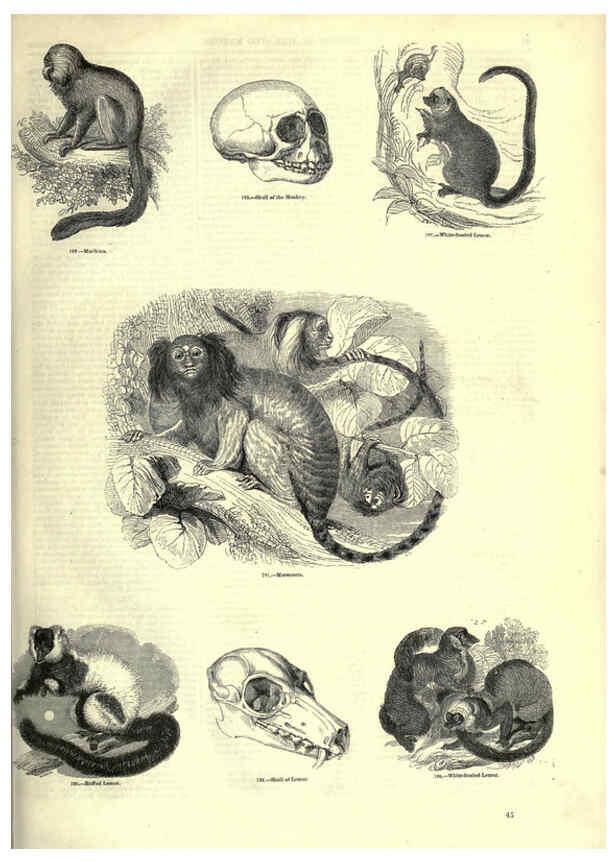 Reproducción/Reproduction 6092468767: The pictorial museum of animated nature. v.1. London :C. Cox,[1844?] 