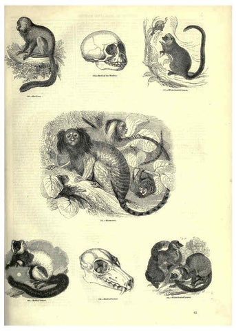 Reproducción/Reproduction 6092468767: The pictorial museum of animated nature. v.1. London :C. Cox,[1844?] 