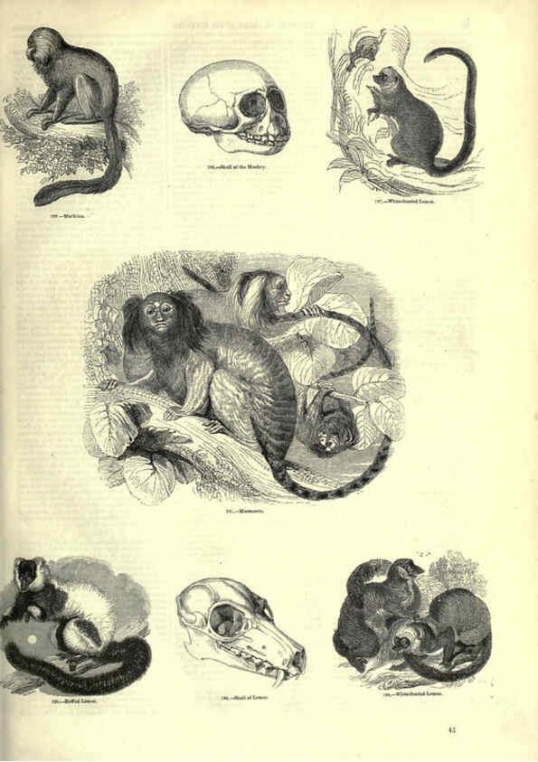 Reproducción/Reproduction 6092468767: The pictorial museum of animated nature. v.1. London :C. Cox,[1844?] 