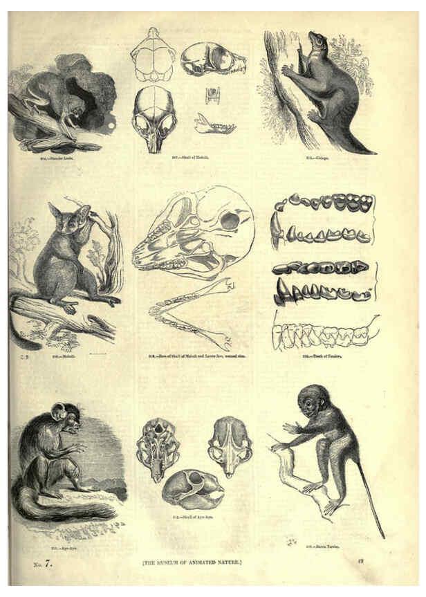 Reproducción/Reproduction 6092469255: The pictorial museum of animated nature. v.1. London :C. Cox,[1844?] 