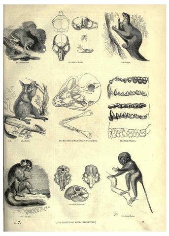 Reproducción/Reproduction 6092469255: The pictorial museum of animated nature. v.1. London :C. Cox,[1844?] 
