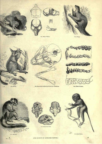 Reproducción/Reproduction 6092469255: The pictorial museum of animated nature. v.1. London :C. Cox,[1844?] 