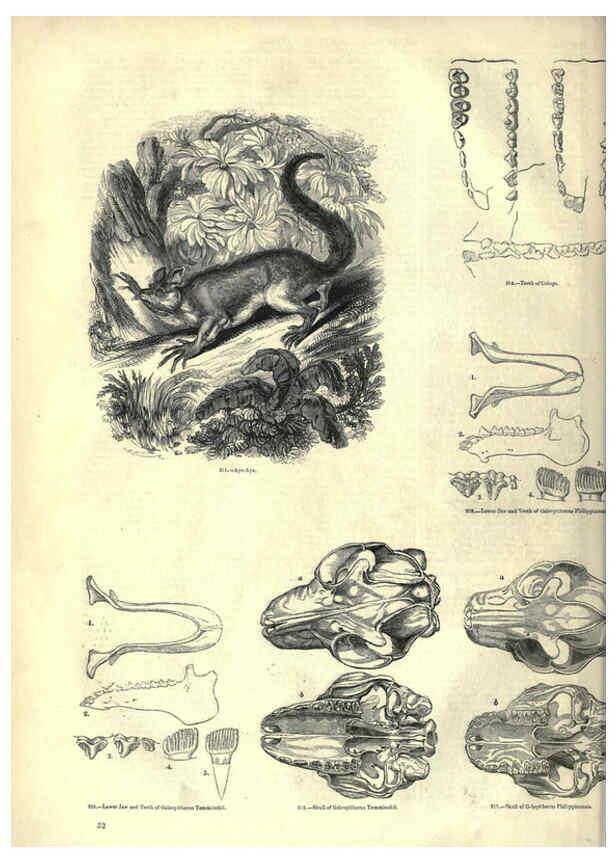 Reproducción/Reproduction 6093009364: The pictorial museum of animated nature. v.1. London :C. Cox,[1844?] 