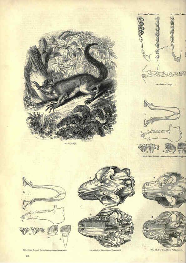 Reproducción/Reproduction 6093009364: The pictorial museum of animated nature. v.1. London :C. Cox,[1844?] 