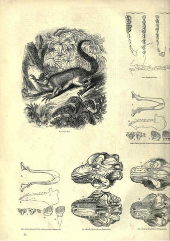Reproducción/Reproduction 6093009364: The pictorial museum of animated nature. v.1. London :C. Cox,[1844?] 
