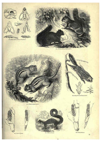 Reproducción/Reproduction 6093009606: The pictorial museum of animated nature. v.1. London :C. Cox,[1844?] 
