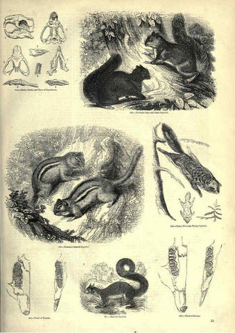 Reproducción/Reproduction 6093009606: The pictorial museum of animated nature. v.1. London :C. Cox,[1844?] 