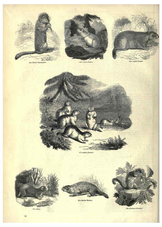 Reproducción/Reproduction 6092469801: The pictorial museum of animated nature. v.1. London :C. Cox,[1844?] 