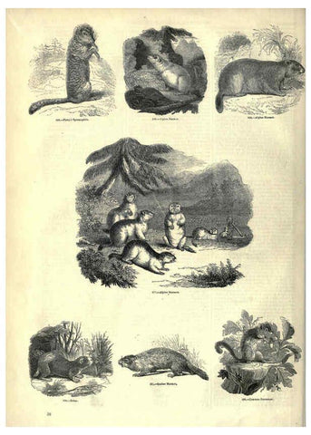 Reproducción/Reproduction 6092469801: The pictorial museum of animated nature. v.1. London :C. Cox,[1844?] 