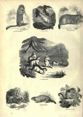 Reproducción/Reproduction 6092469801: The pictorial museum of animated nature. v.1. London :C. Cox,[1844?] 