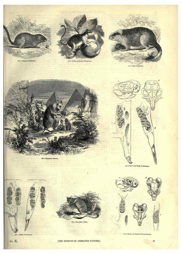 Reproducción/Reproduction 6093010054: The pictorial museum of animated nature. v.1. London :C. Cox,[1844?] 