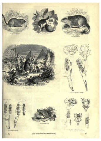 Reproducción/Reproduction 6093010054: The pictorial museum of animated nature. v.1. London :C. Cox,[1844?] 