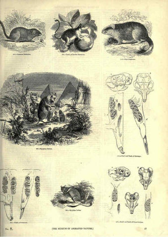 Reproducción/Reproduction 6093010054: The pictorial museum of animated nature. v.1. London :C. Cox,[1844?] 