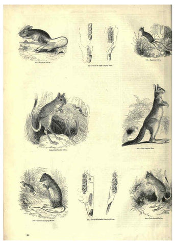 Reproducción/Reproduction 6092470389: The pictorial museum of animated nature. v.1. London :C. Cox,[1844?] 