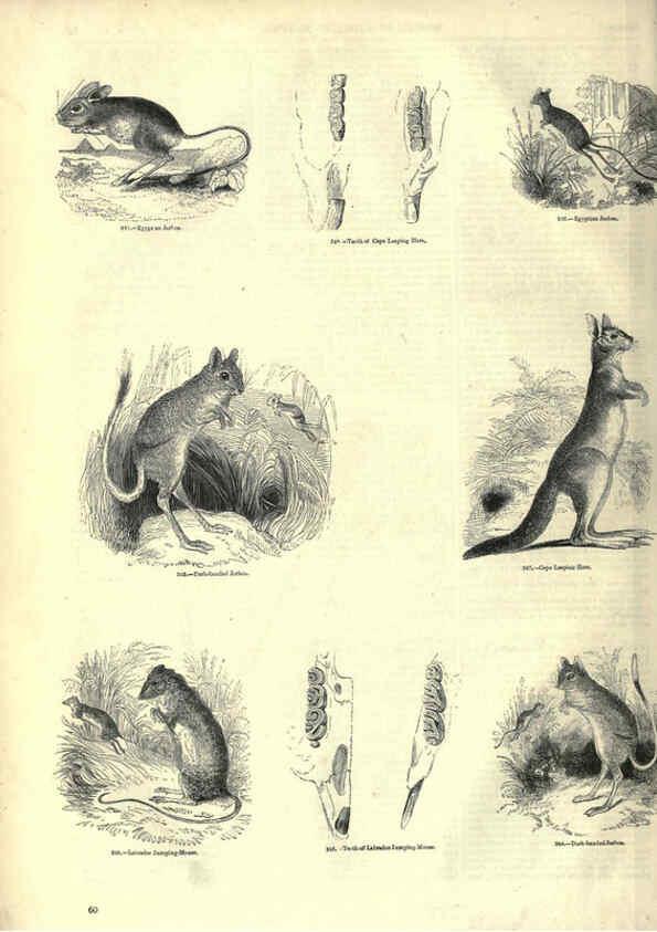 Reproducción/Reproduction 6092470389: The pictorial museum of animated nature. v.1. London :C. Cox,[1844?] 