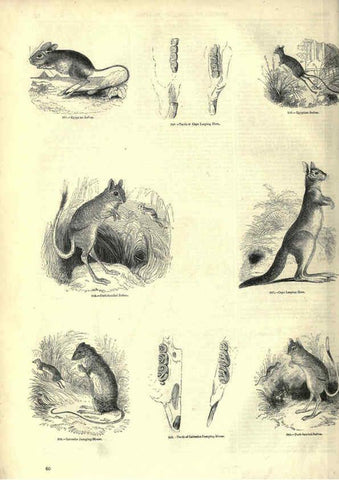 Reproducción/Reproduction 6092470389: The pictorial museum of animated nature. v.1. London :C. Cox,[1844?] 