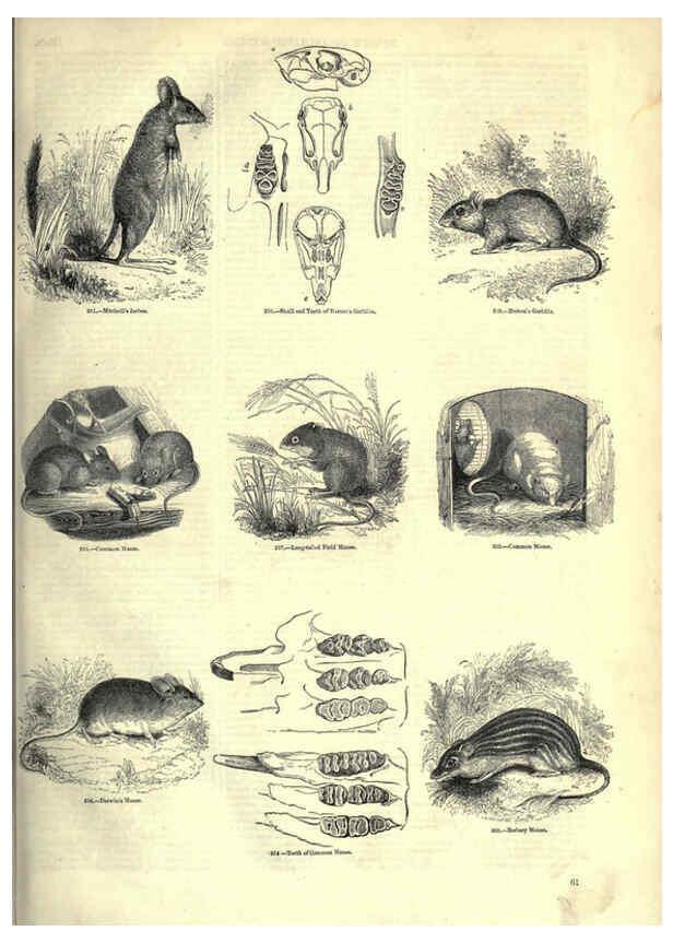 Reproducción/Reproduction 6093010640: The pictorial museum of animated nature. v.1. London :C. Cox,[1844?] 