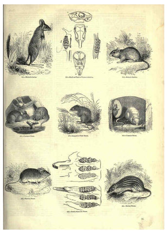 Reproducción/Reproduction 6093010640: The pictorial museum of animated nature. v.1. London :C. Cox,[1844?] 
