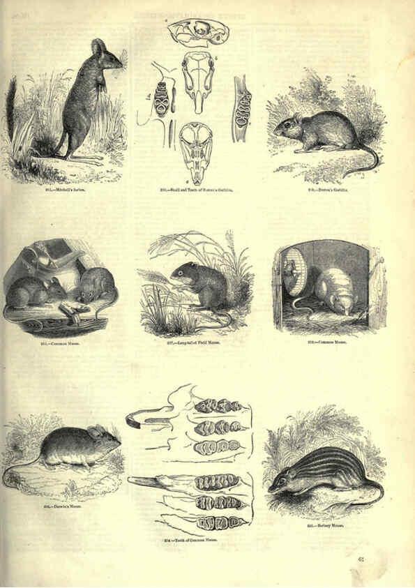 Reproducción/Reproduction 6093010640: The pictorial museum of animated nature. v.1. London :C. Cox,[1844?] 