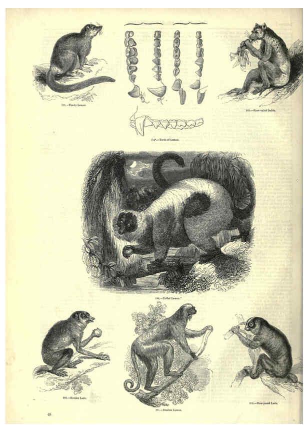 Reproducción/Reproduction 6092469071: The pictorial museum of animated nature. v.1. London :C. Cox,[1844?] 