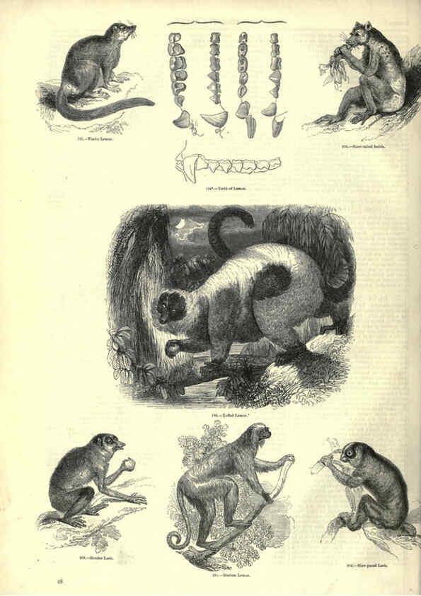Reproducción/Reproduction 6092469071: The pictorial museum of animated nature. v.1. London :C. Cox,[1844?] 