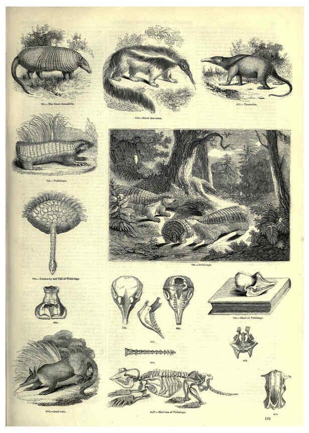 Reproducción/Reproduction 6092487187: The pictorial museum of animated nature. v.1. London :C. Cox,[1844?] 