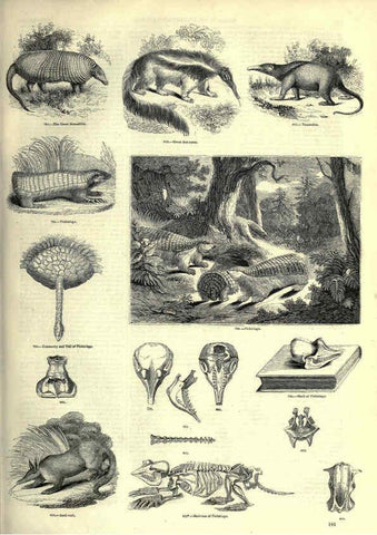 Reproducción/Reproduction 6092487187: The pictorial museum of animated nature. v.1. London :C. Cox,[1844?] 