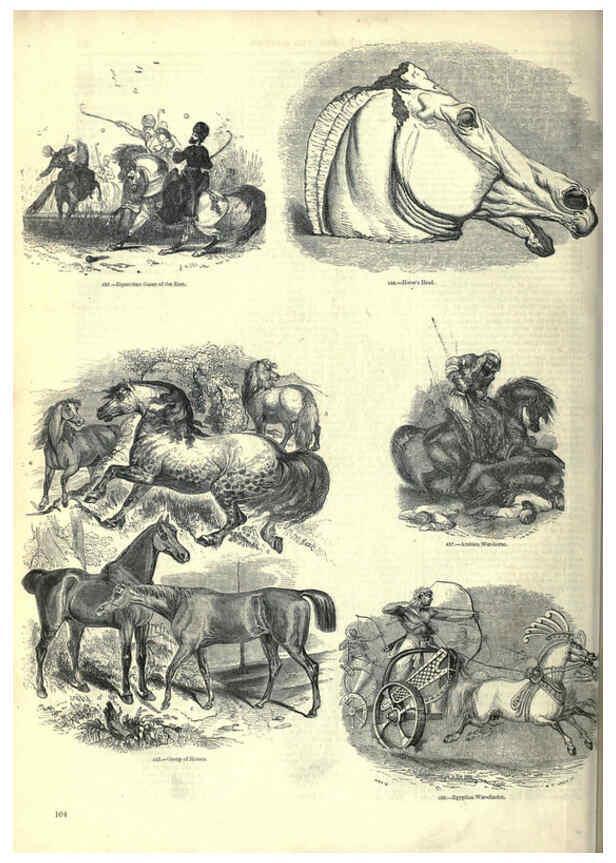 Reproducción/Reproduction 6093016008: The pictorial museum of animated nature. v.1. London :C. Cox,[1844?] 