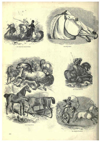 Reproducción/Reproduction 6093016008: The pictorial museum of animated nature. v.1. London :C. Cox,[1844?] 