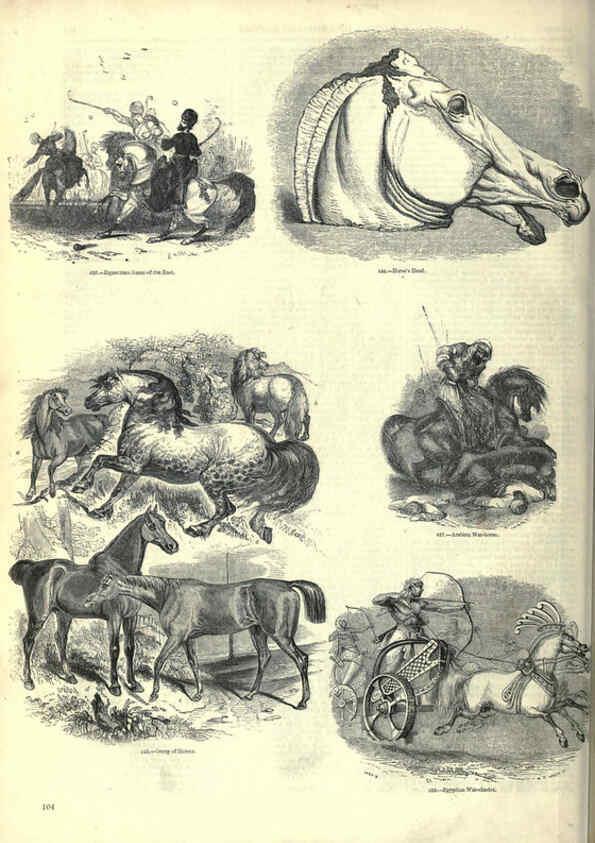Reproducción/Reproduction 6093016008: The pictorial museum of animated nature. v.1. London :C. Cox,[1844?] 