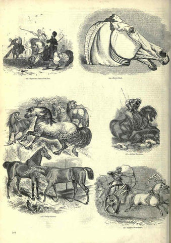 Reproducción/Reproduction 6093016008: The pictorial museum of animated nature. v.1. London :C. Cox,[1844?] 