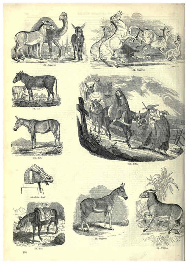 Reproducción/Reproduction 6092476513: The pictorial museum of animated nature. v.1. London :C. Cox,[1844?] 