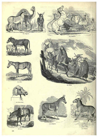 Reproducción/Reproduction 6092476513: The pictorial museum of animated nature. v.1. London :C. Cox,[1844?] 