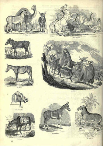 Reproducción/Reproduction 6092476513: The pictorial museum of animated nature. v.1. London :C. Cox,[1844?] 