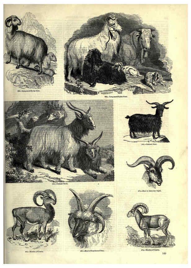 Reproducción/Reproduction 6093021918: The pictorial museum of animated nature. v.1. London :C. Cox,[1844?] 