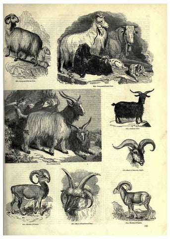 Reproducción/Reproduction 6093021918: The pictorial museum of animated nature. v.1. London :C. Cox,[1844?] 