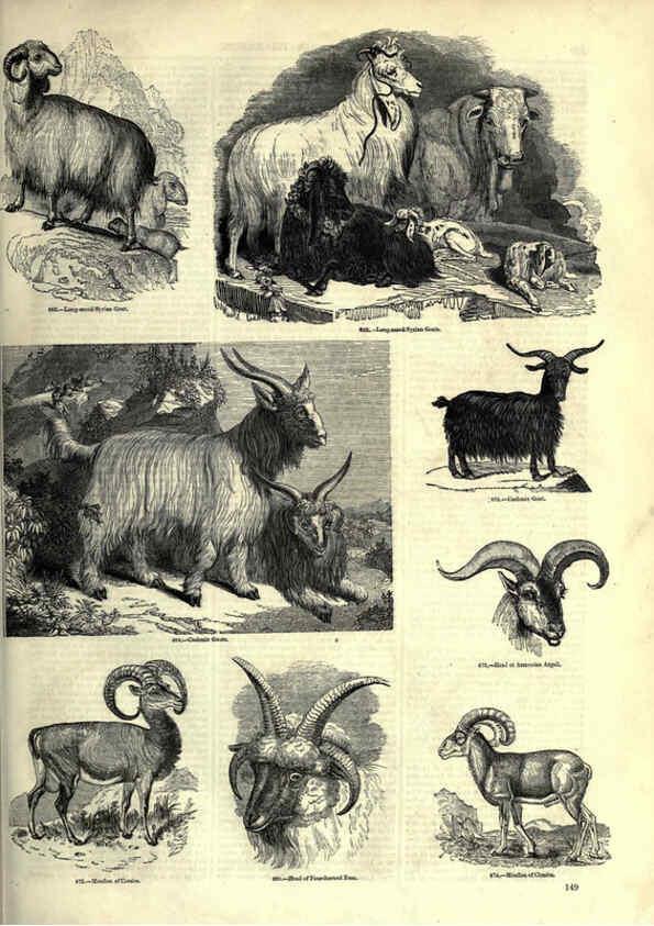 Reproducción/Reproduction 6093021918: The pictorial museum of animated nature. v.1. London :C. Cox,[1844?] 