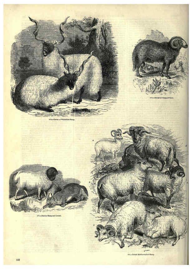 Reproducción/Reproduction 6093022146: The pictorial museum of animated nature. v.1. London :C. Cox,[1844?] 