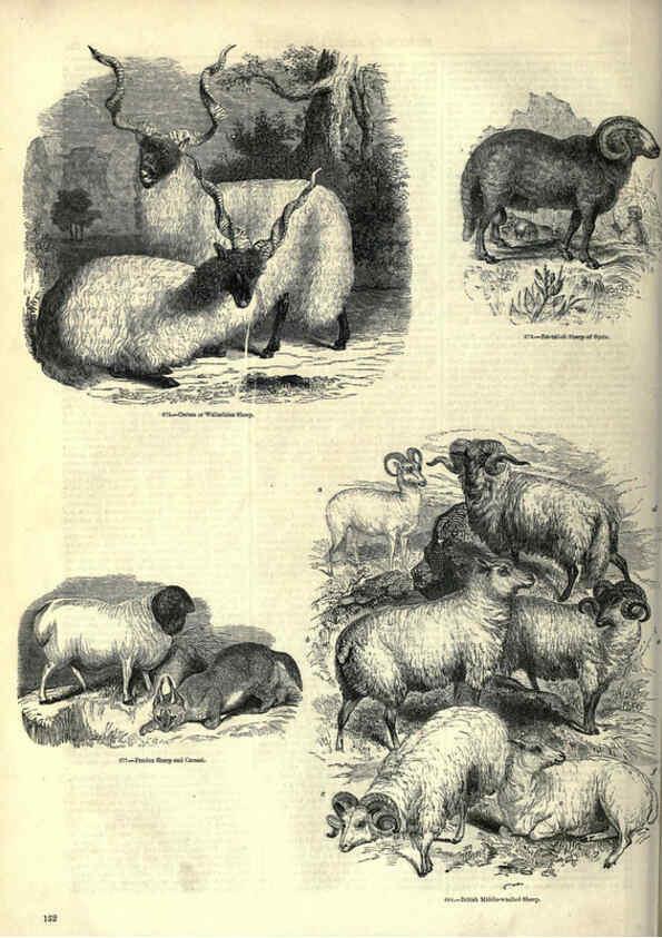 Reproducción/Reproduction 6093022146: The pictorial museum of animated nature. v.1. London :C. Cox,[1844?] 