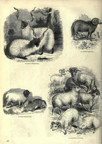 Reproducción/Reproduction 6093022146: The pictorial museum of animated nature. v.1. London :C. Cox,[1844?] 