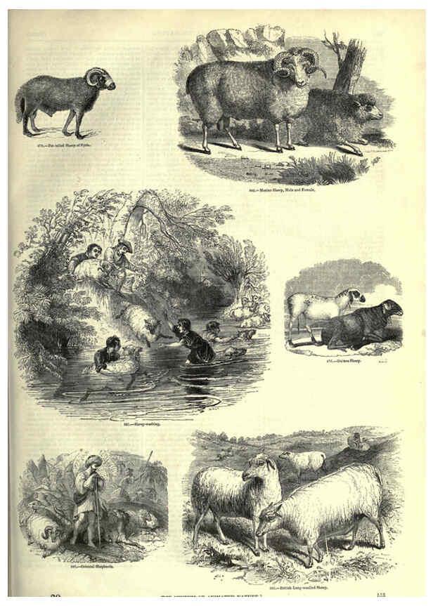 Reproducción/Reproduction 6093022506: The pictorial museum of animated nature. v.1. London :C. Cox,[1844?] 