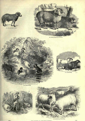 Reproducción/Reproduction 6093022506: The pictorial museum of animated nature. v.1. London :C. Cox,[1844?] 