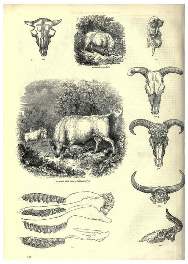 Reproducción/Reproduction 6093022980: The pictorial museum of animated nature. v.1. London :C. Cox,[1844?] 