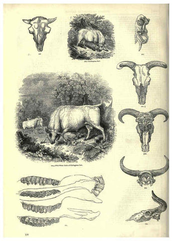Reproducción/Reproduction 6093022980: The pictorial museum of animated nature. v.1. London :C. Cox,[1844?] 