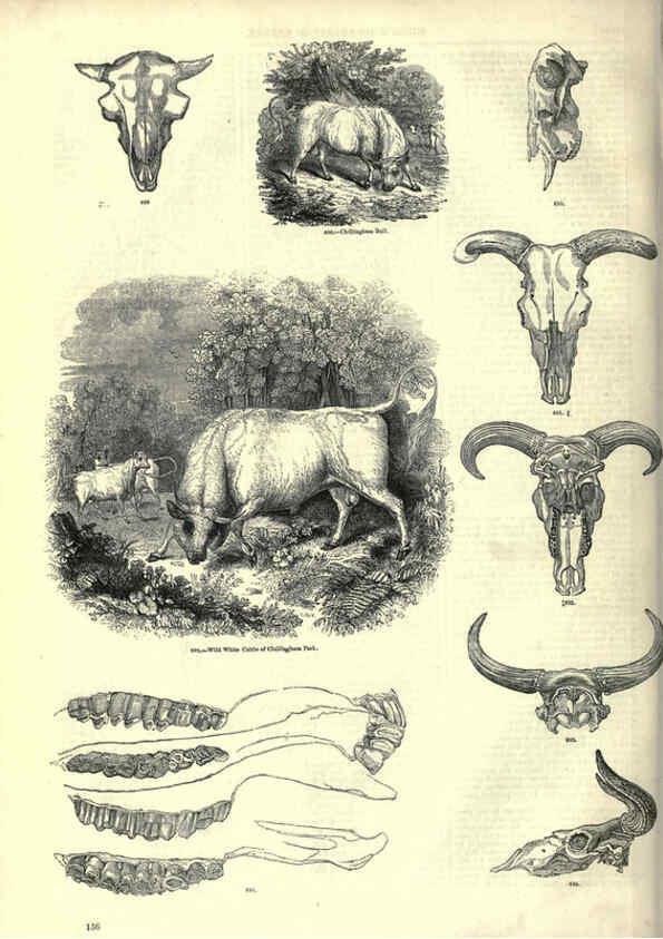 Reproducción/Reproduction 6093022980: The pictorial museum of animated nature. v.1. London :C. Cox,[1844?] 