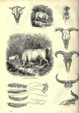 Reproducción/Reproduction 6093022980: The pictorial museum of animated nature. v.1. London :C. Cox,[1844?] 