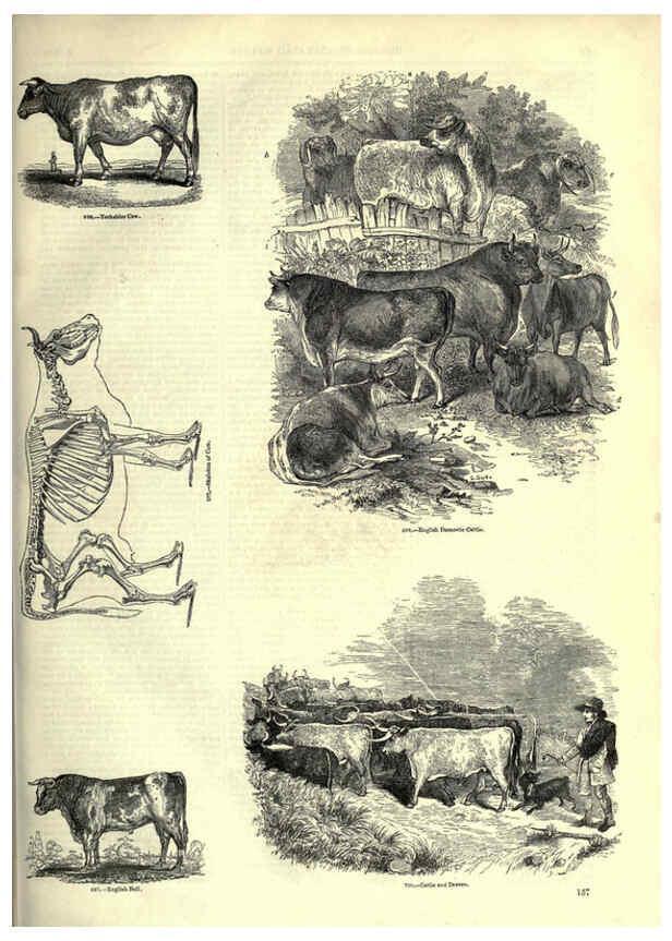 Reproducción/Reproduction 6093023250: The pictorial museum of animated nature. v.1. London :C. Cox,[1844?] 